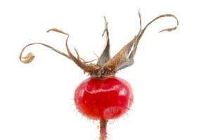 Wild Rose Hip